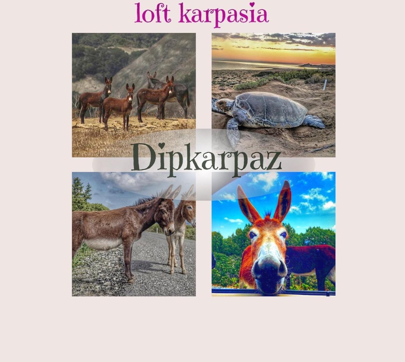 Loft Karpasia Rizokarpaso ภายนอก รูปภาพ